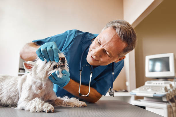 Best Emergency Dental Care for Abscessed Tooth in Grant Park, IL